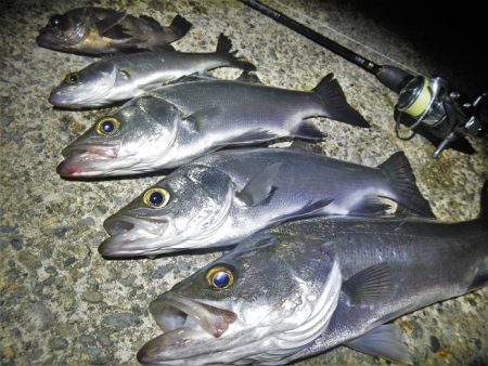 今夜もチーバス