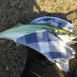 ちょこっとサゴシゲーム♪。