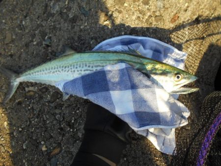 ちょこっとサゴシゲーム♪。