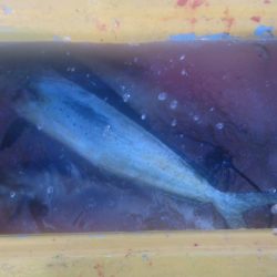 二馬力ボートでナブラ打ち