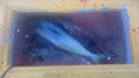 二馬力ボートでナブラ打ち