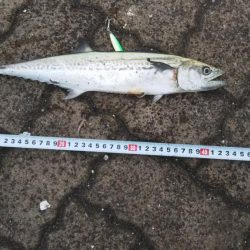 ショアジギング5