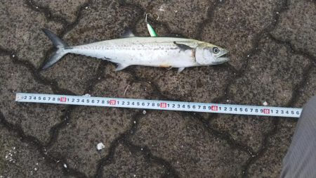 朝まづめいいよね