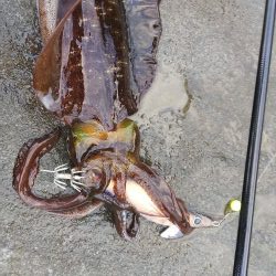 ショアジギング7