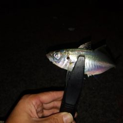 アジング5&ショアジギング8