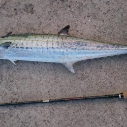 帰る寸前…サワラ76cmきました！