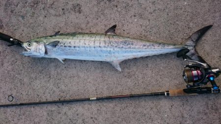 帰る寸前…サワラ76cmきました！