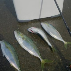 エギングロッドでナブラ打ち