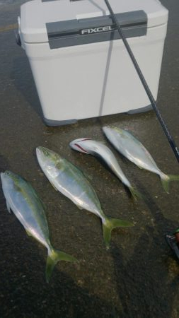 エギングロッドでナブラ打ち