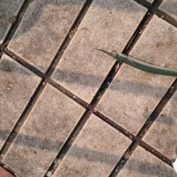 お久しぶりのサヨリちゃん