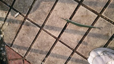 お久しぶりのサヨリちゃん