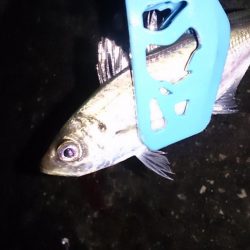 イカ爆釣だけどー