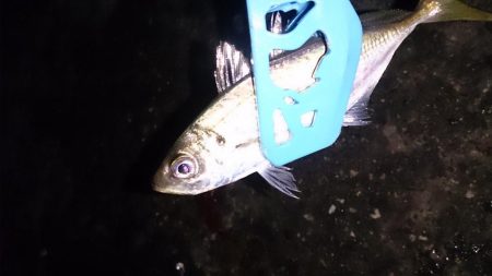 イカ爆釣だけどー