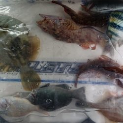 明石で五目釣り