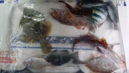 明石で五目釣り