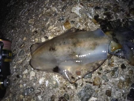 ナイターエギング