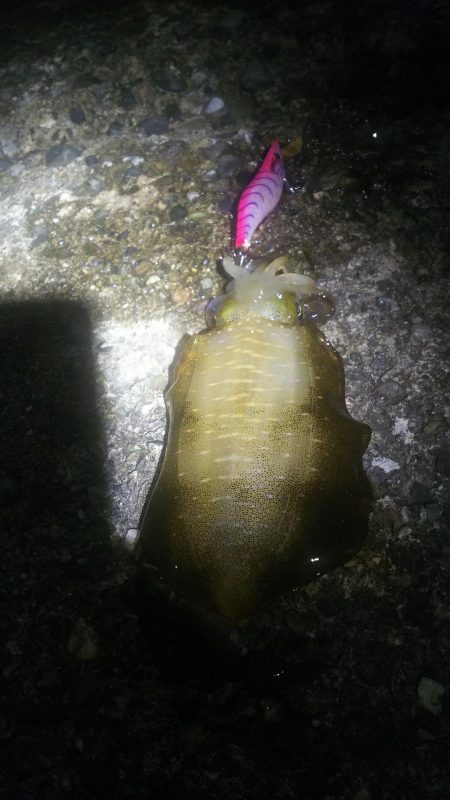 釣れるんです(。-∀-)