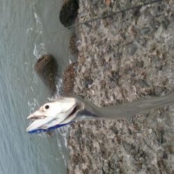 タチウオ、シーバス