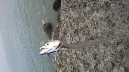 タチウオ、シーバス