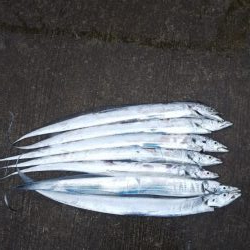 安定のタチウオ