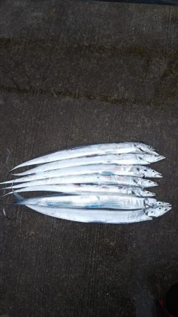 安定のタチウオ