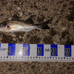 太刀魚、キス釣り、五目釣り