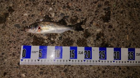 太刀魚、キス釣り、五目釣り