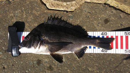 ウキふかせリハビリ釣行