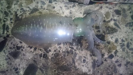 台風後のアオリ調査