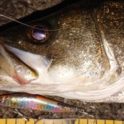 波止際サラシパターン