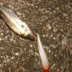 夕練いつものシーバス調査