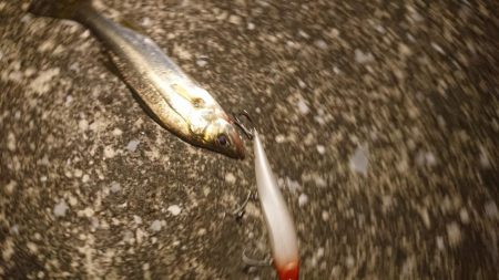 夕練いつものシーバス調査