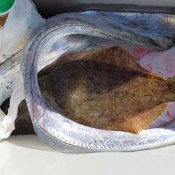 ショア ルアー 五目