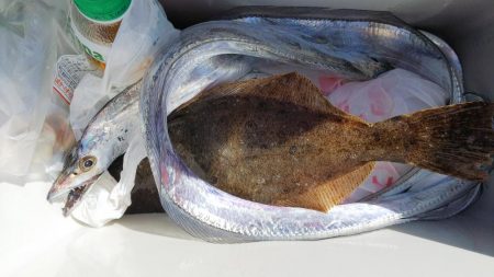 ショア ルアー 五目