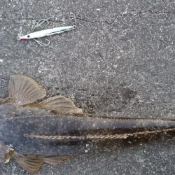 エソ以外ならなんでも