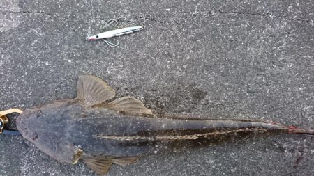 エソ以外ならなんでも