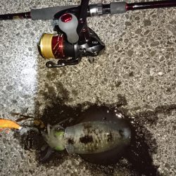 エギング成立！