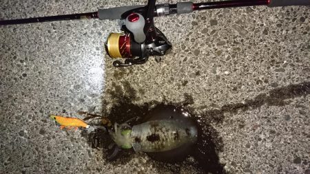 エギング成立！