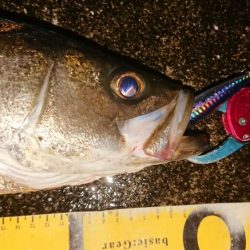 小雨降る中気合いのシーバス調査！