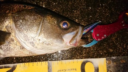 小雨降る中気合いのシーバス調査！