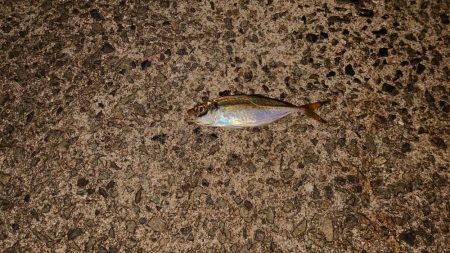夜のアジ釣り 安芸津周辺