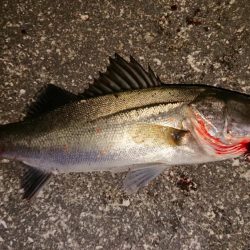 台風後のシーバス調査