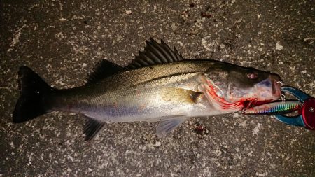 台風後のシーバス調査