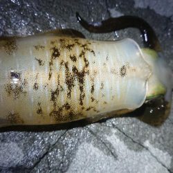 仕事終わりエギング