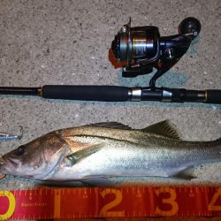 マイワシパターン序盤？