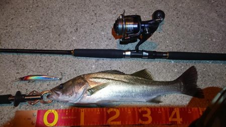 マイワシパターン序盤？