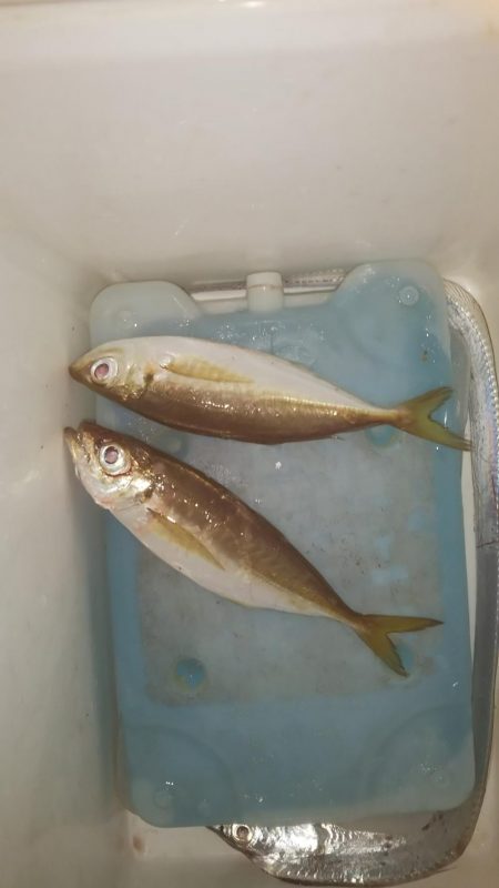 マズメワインド