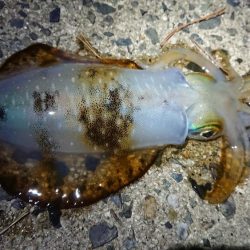 仕事終わりに出撃