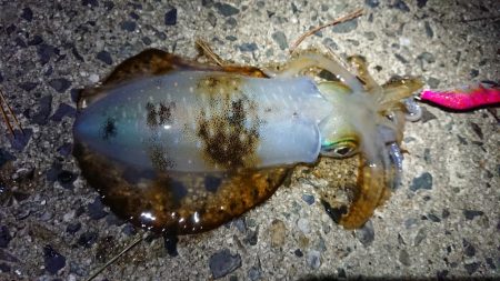 仕事終わりに出撃