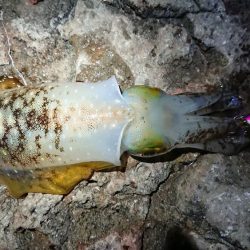 朝マズメエギング